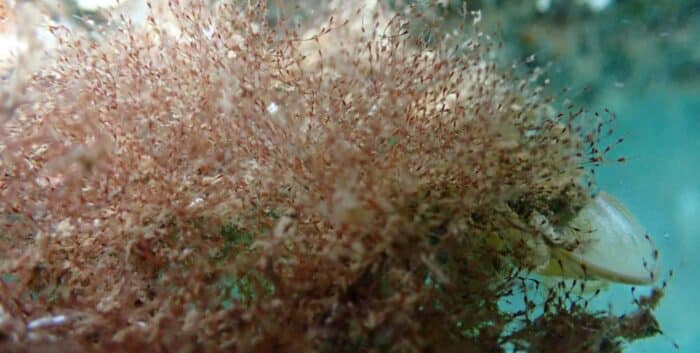 2023-nauticescala-medi ambient-ocean ecostructures